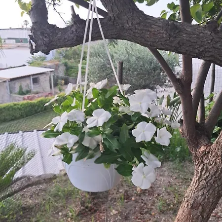 Domus Harmonia Feriehus Forio di Ischia